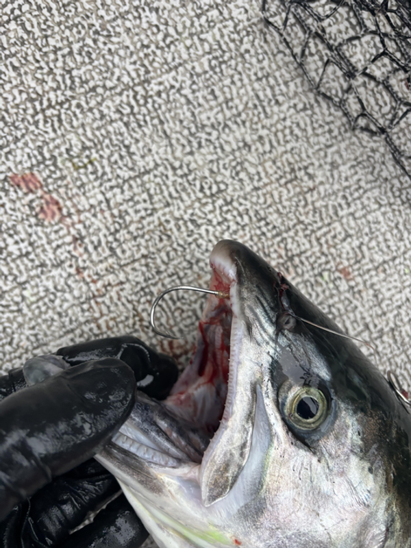 Fassiottos Guide Service 