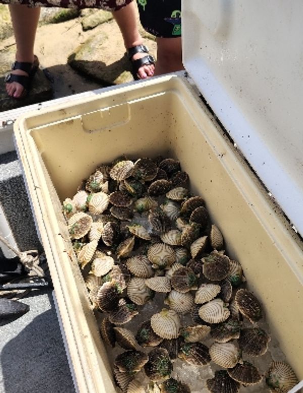 Gulf Coasts Scallop Masters