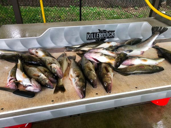 Dog's Life Sport Fishing