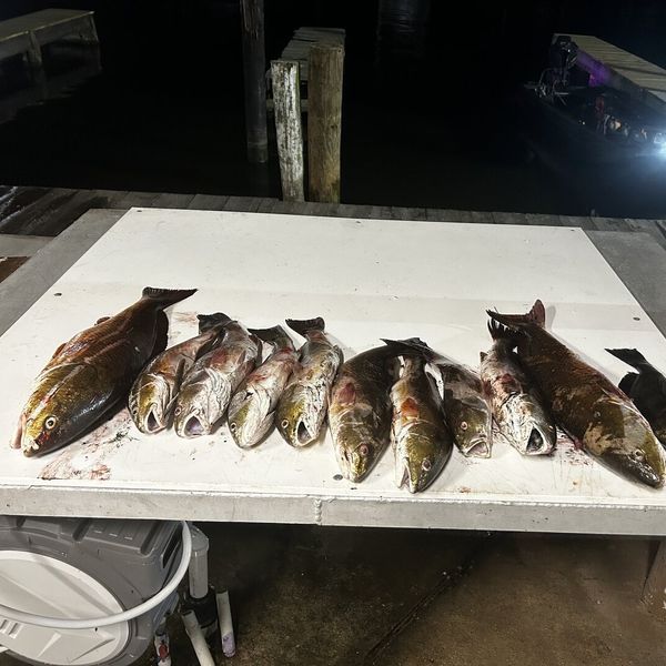 Marsh monster charters