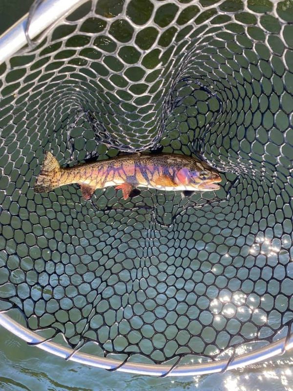 Three Rivers Trout Guide Service