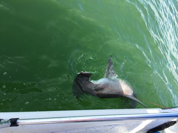 Fat Cat Fishing Charters