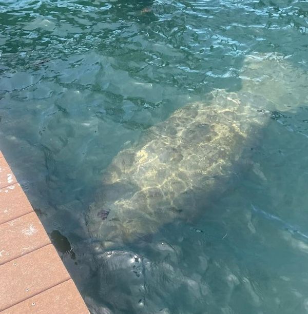 AMI Saltwater Adventures