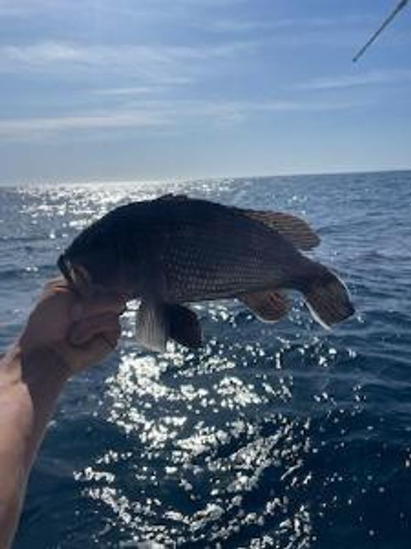 From the Bottom Charters