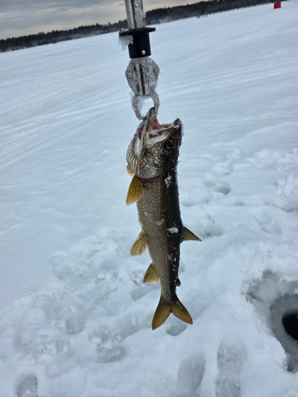 Tony Kariotis Guide Service