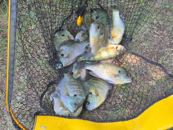 Keep It Reelin Guide Service