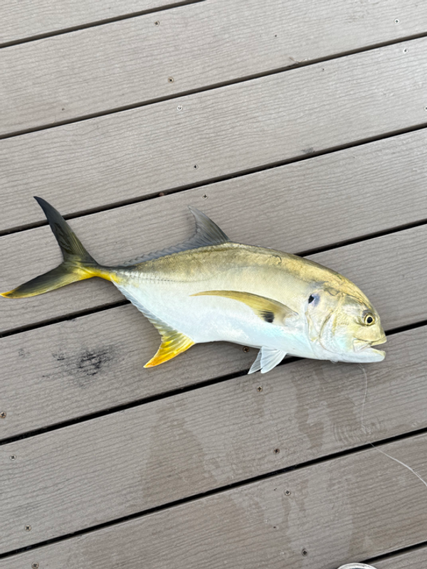 All 4 Chuck Fishing Charters