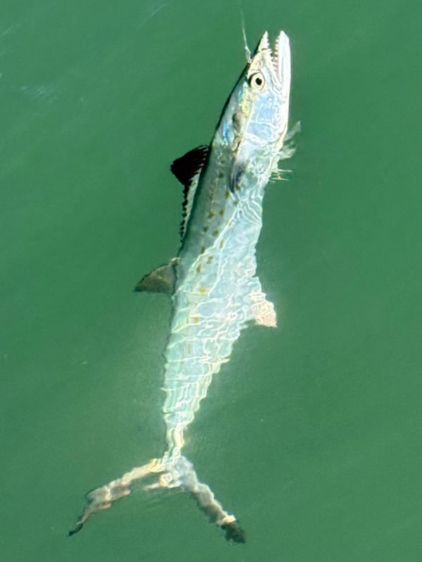 All 4 Chuck Fishing Charters