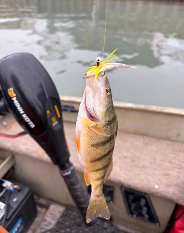 The Fins Charter Services