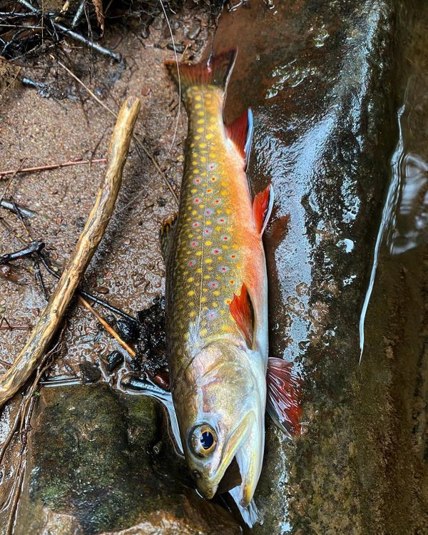 Fishfreshlysalted Guide Service