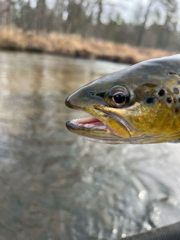 Fly Fishing Michigan Rivers