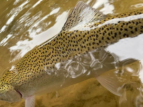 Fly Fishing Michigan Rivers