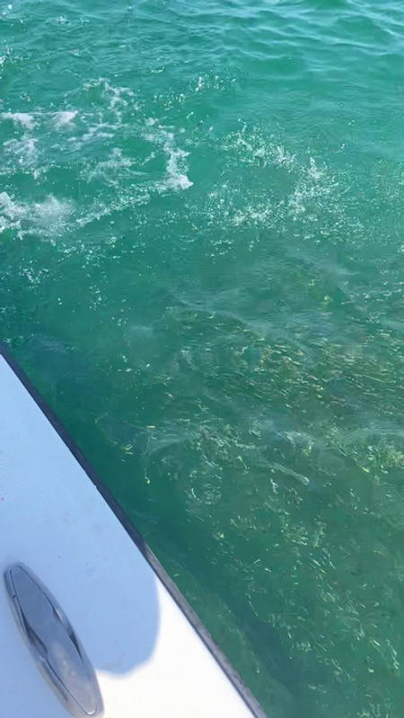 Swan Point Charters