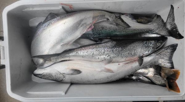 Slipknot Steelhead Charters