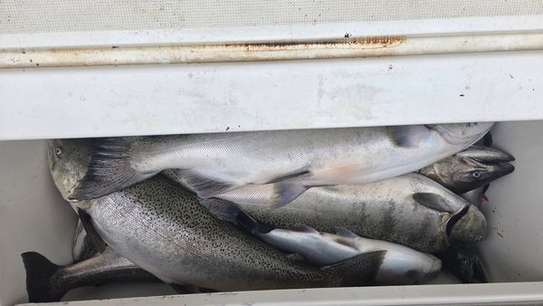 Slipknot Steelhead Charters