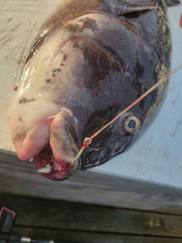 Remedy Sport Fishing.