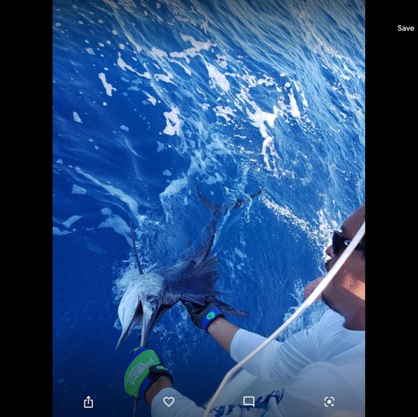 Reel Pursuit Charters