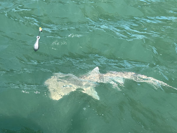 Back At It Fishing Charters
