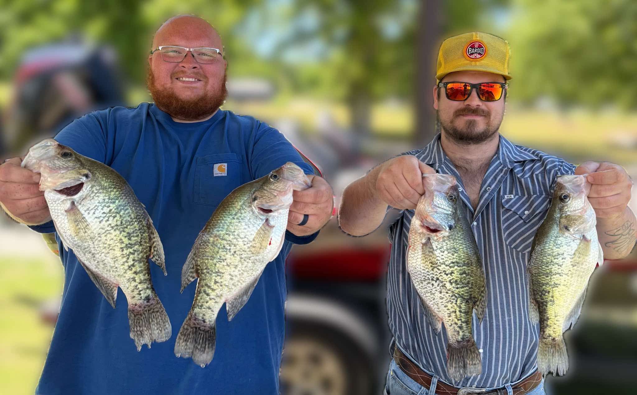 Four freshly caught crappie displayed outdoors after successful fishing trip