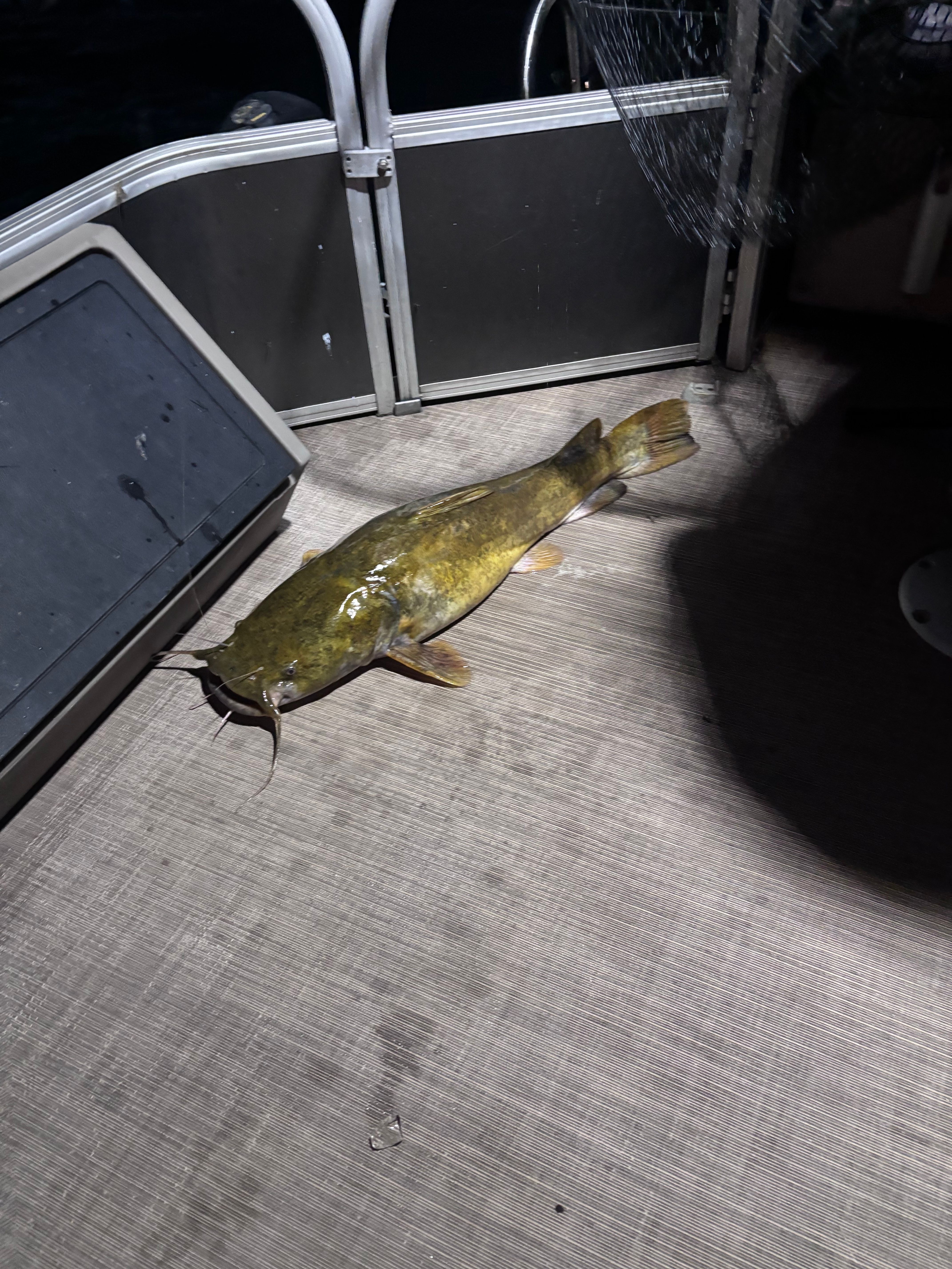 Flathead catfish caught and displayed on boat deck outdoors