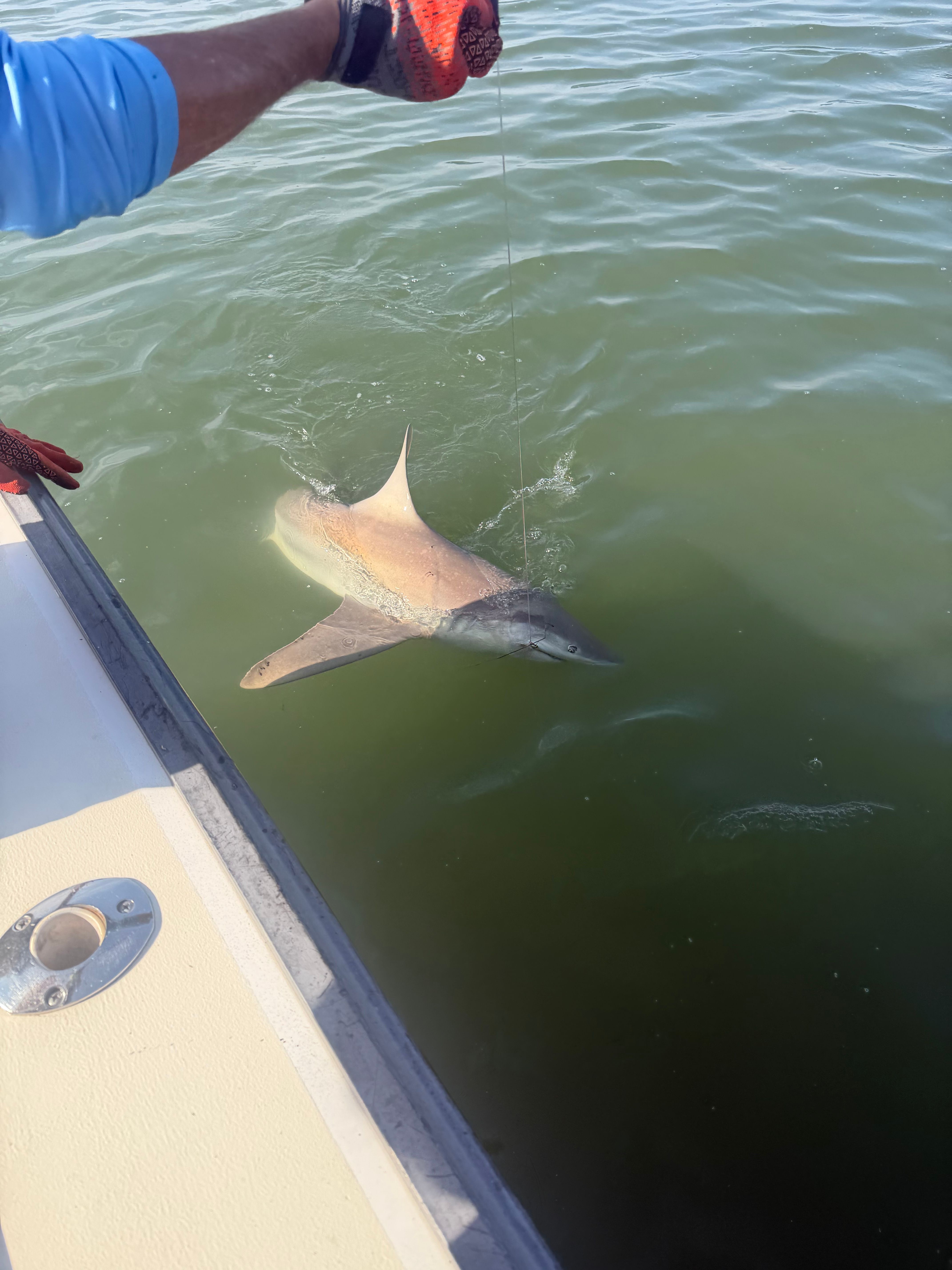 Sandbar shark swimming alongside fishing boat in green water