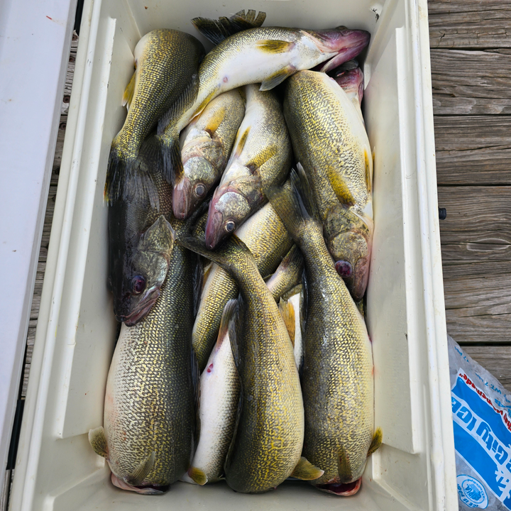 Seven walleye blasted today at East Harbor State Park Marina!