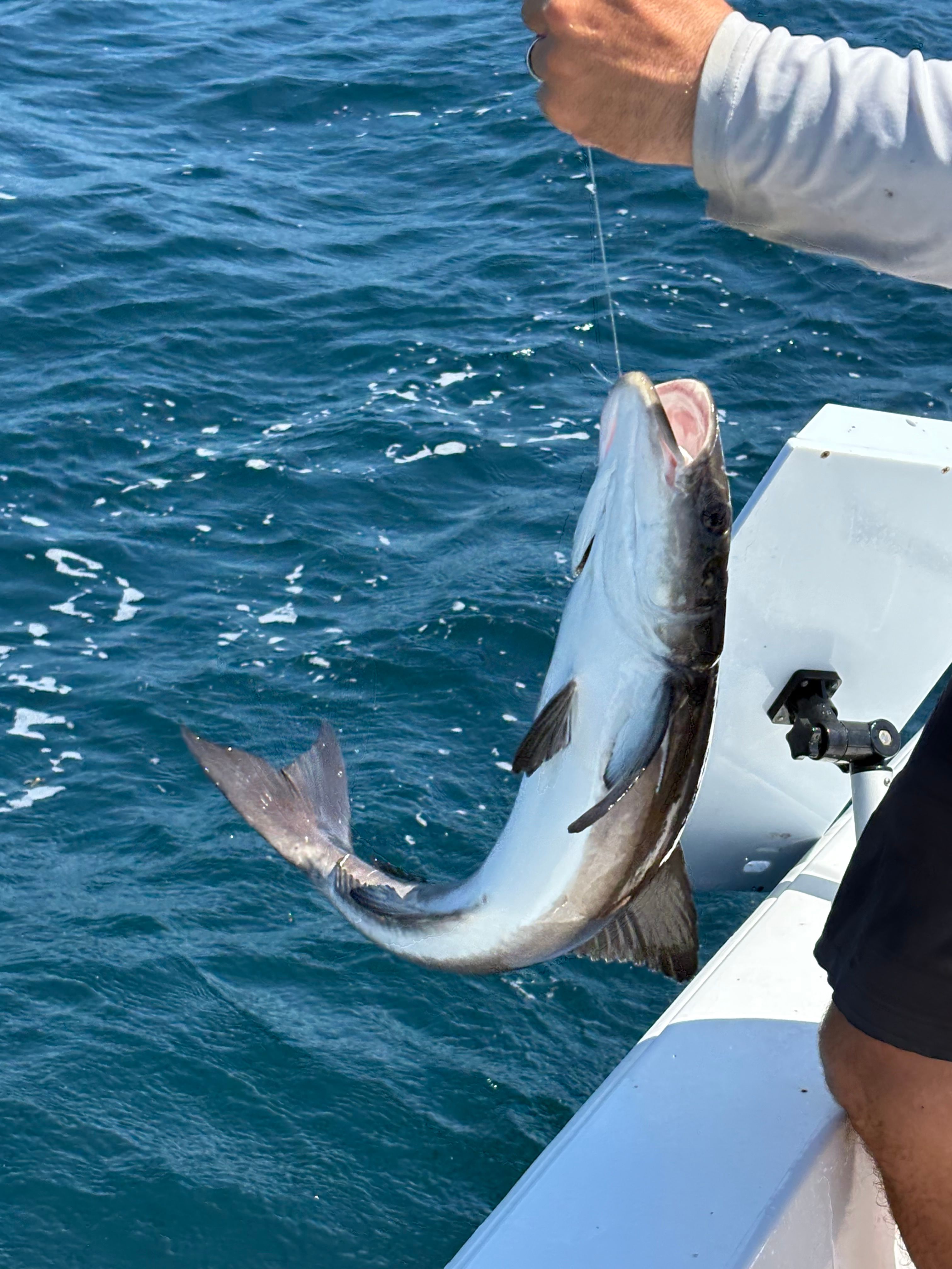 Cobia fish being released back into blue ocean water from fishing boat