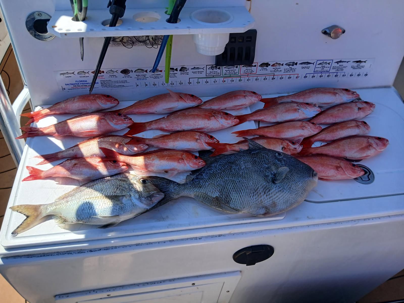 7 grey triggerfish caught while fishing