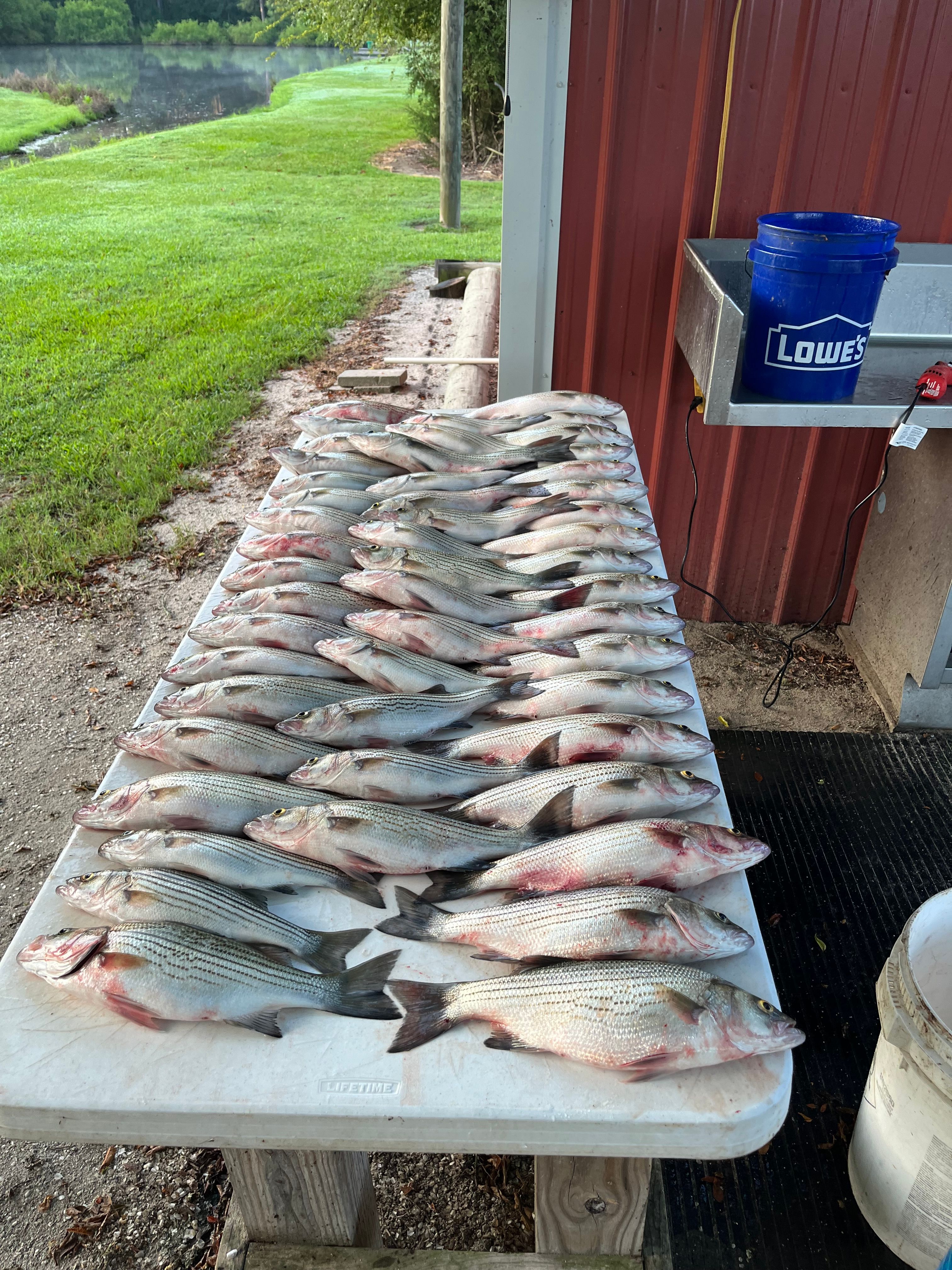 4 wiper and white bass caught while fishing
