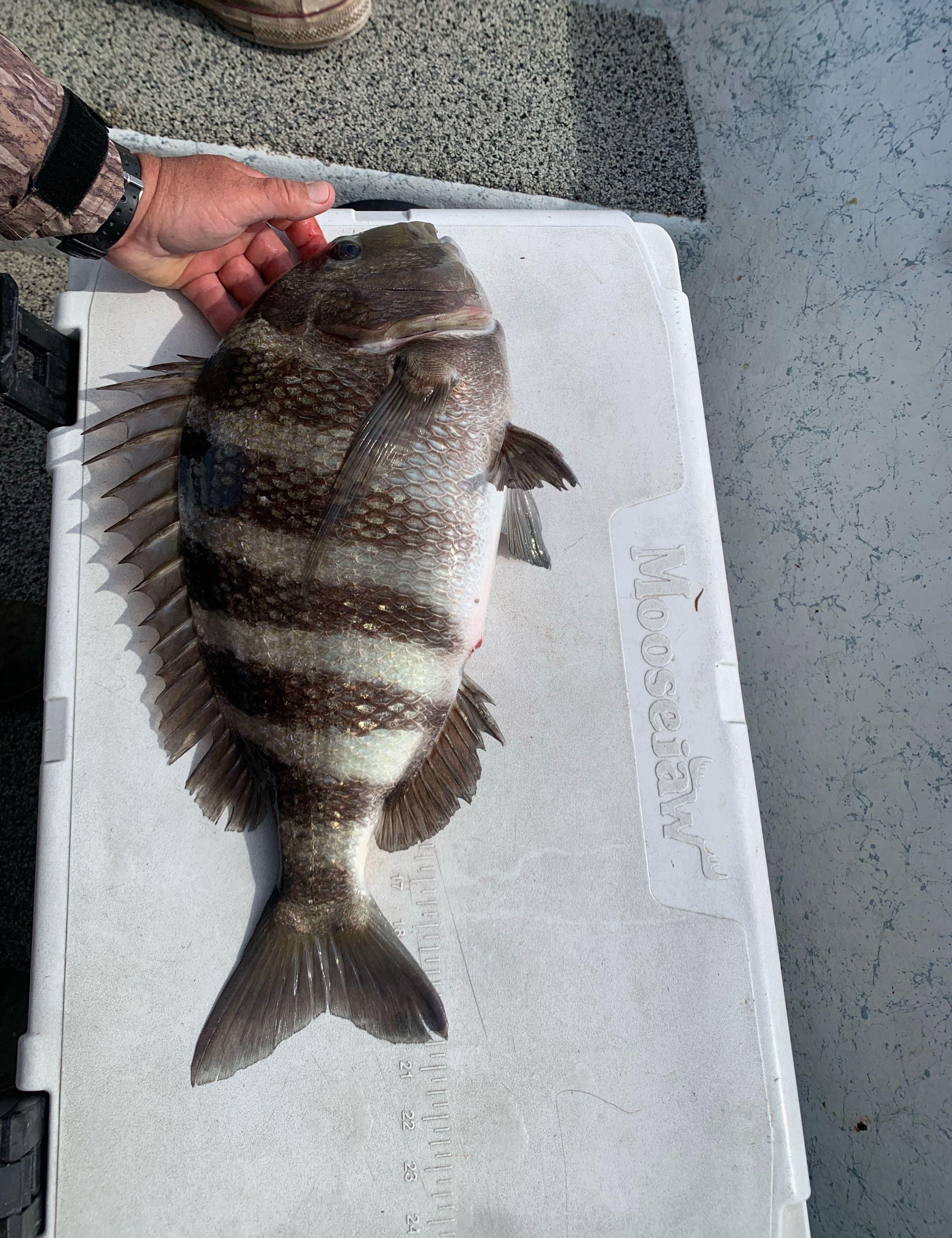 Fresh caught sheepshead fish displayed on measuring board after successful fishing trip