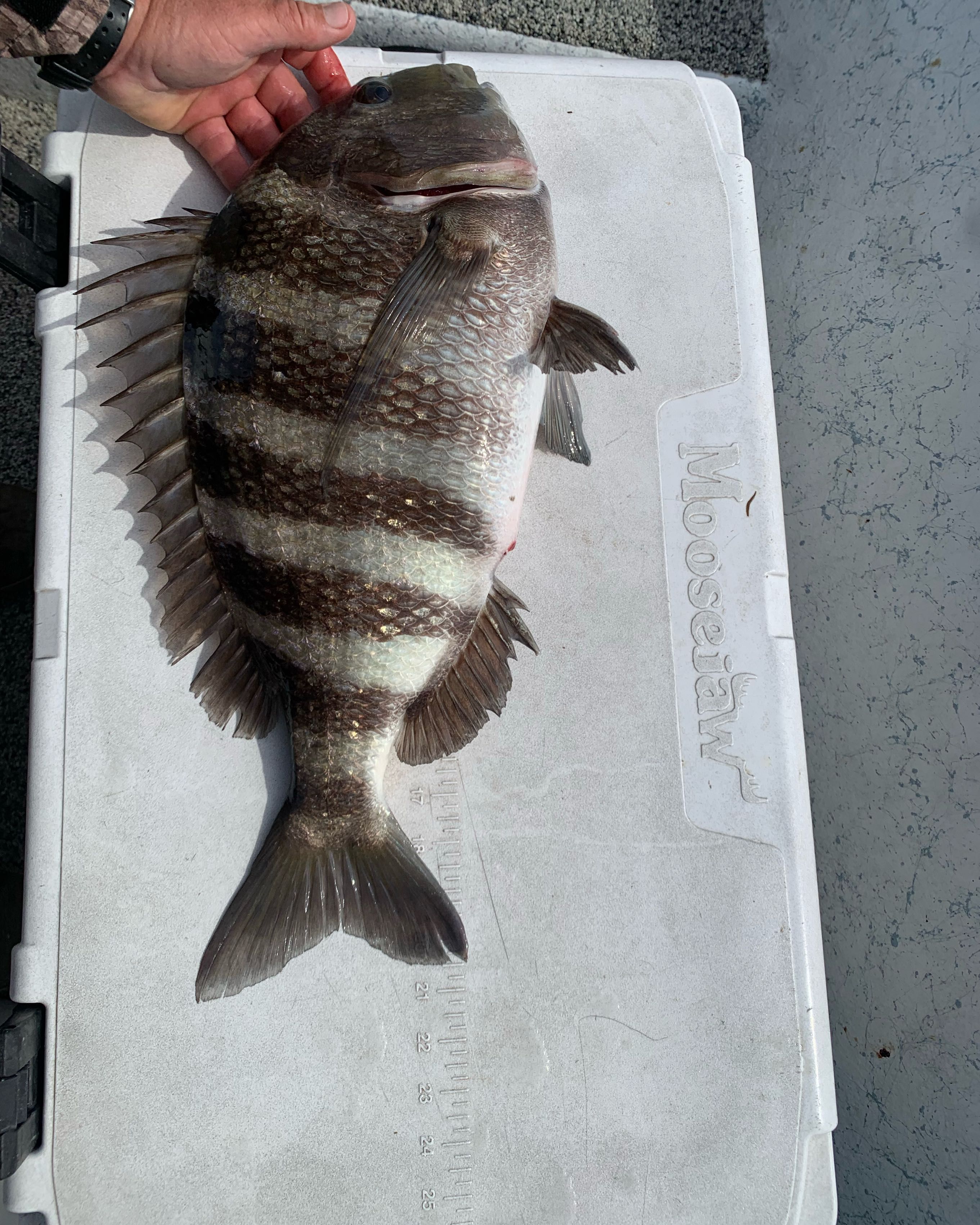 Fresh caught sheepshead fish on measuring board during fishing trip