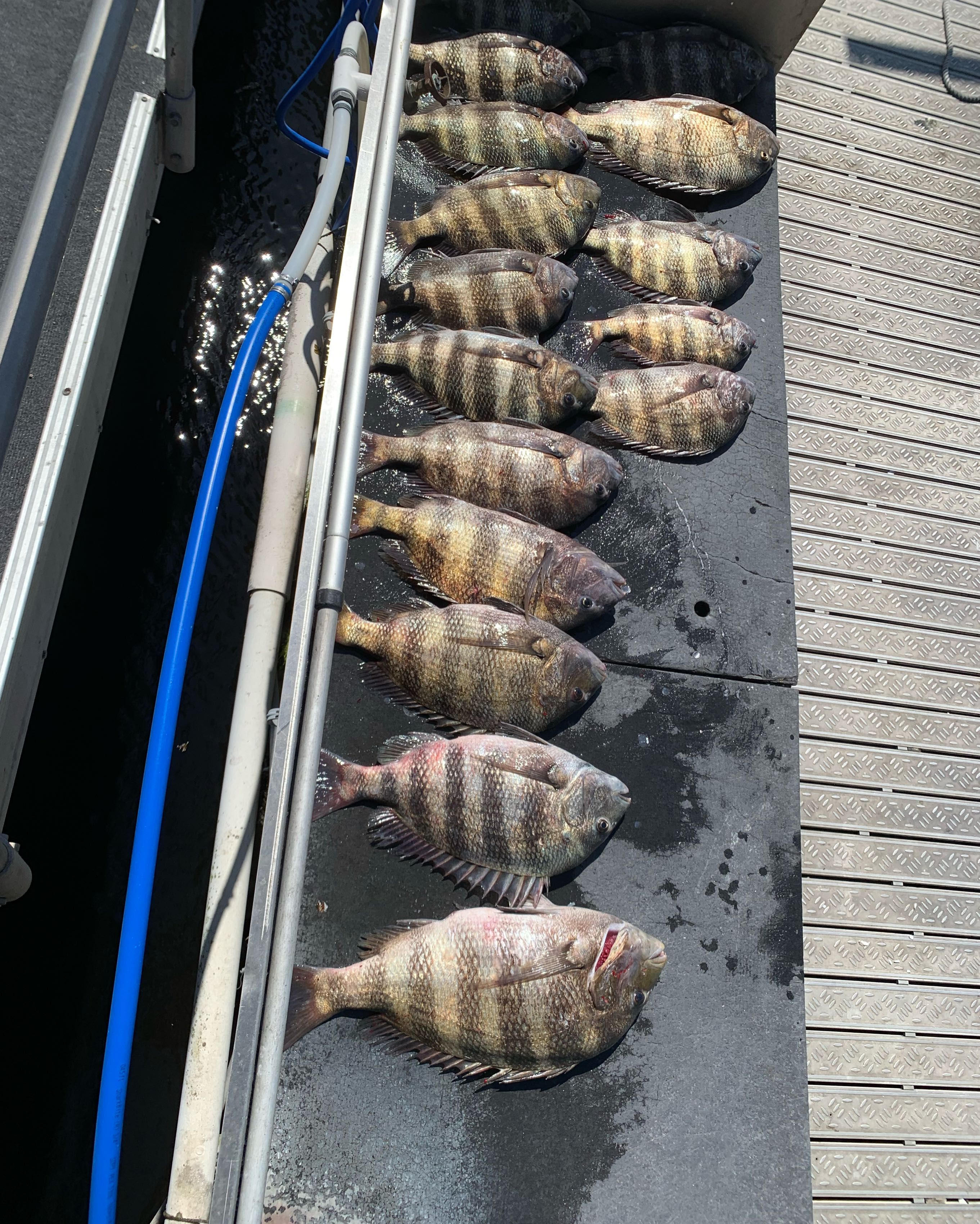 Thirteen freshly caught sheepshead fish lined up on boat deck after successful fishing trip