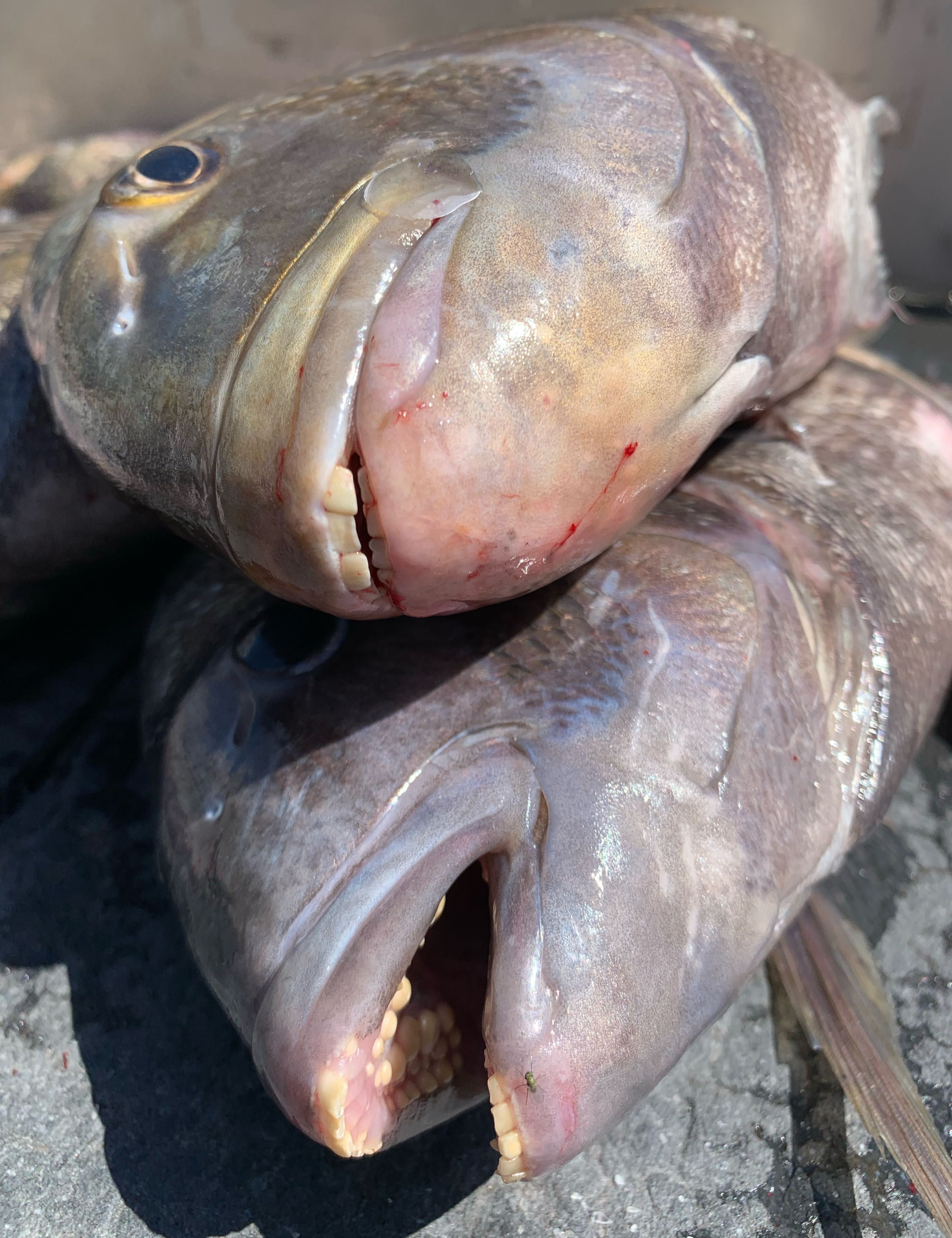 Two large fish with open mouths displaying rows of teeth on dock surface