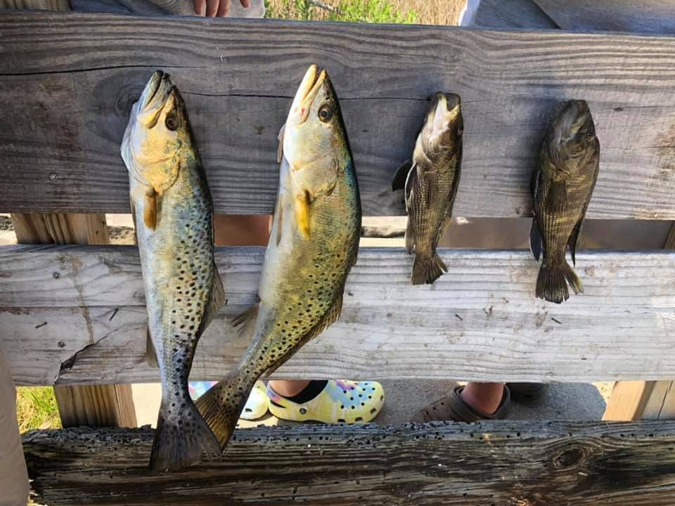 Four spotted weakfish in unknown location