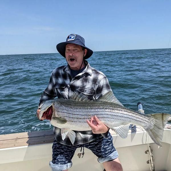 31-inch striped bass caught by fisherman