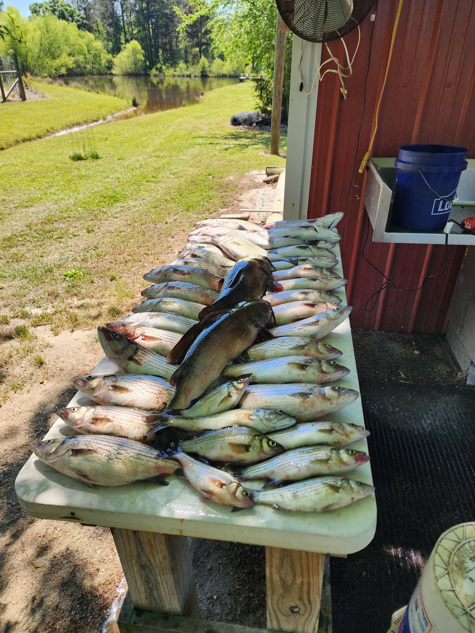 Large catch of white bass, striped bass, and black bullhead laid out on cleaning table at outdoor fishing station