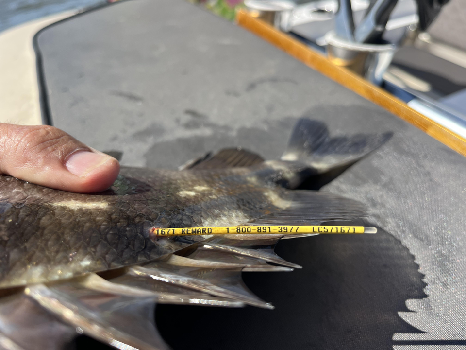 Caught a nice one today!