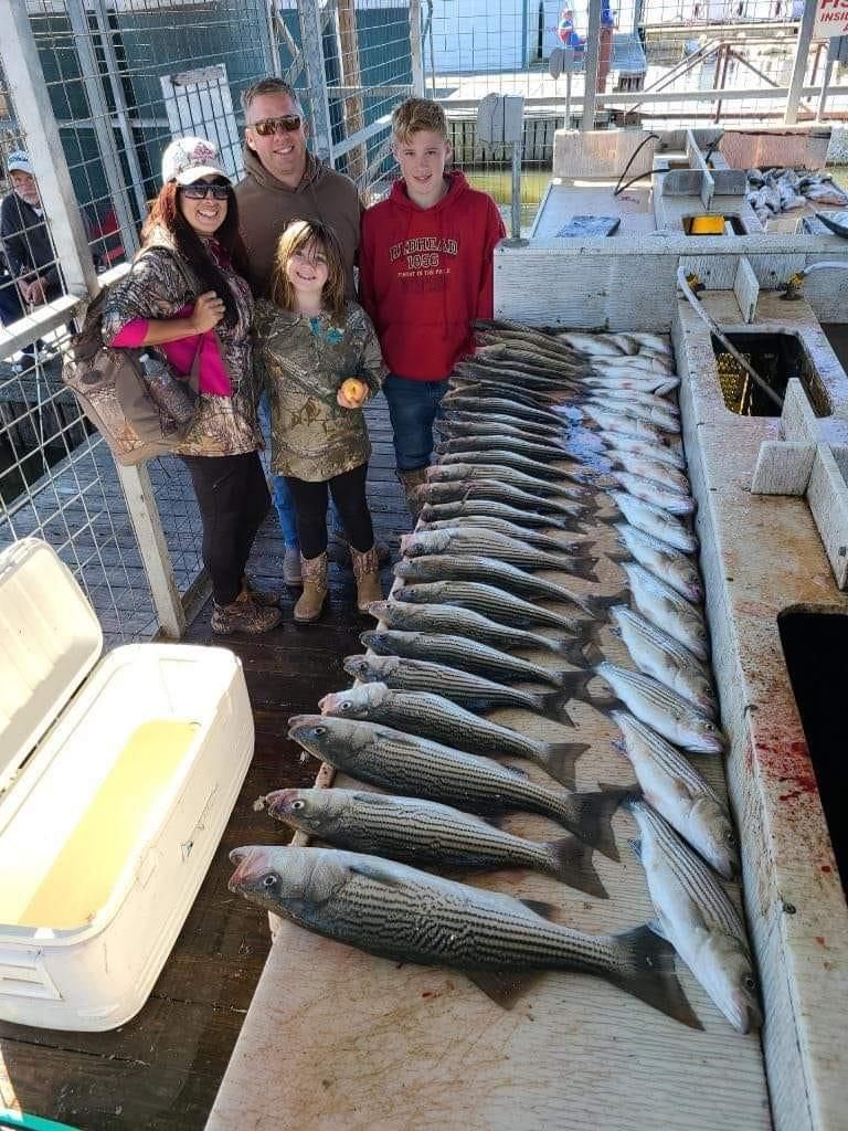 3 striped bass fish caught by fishing