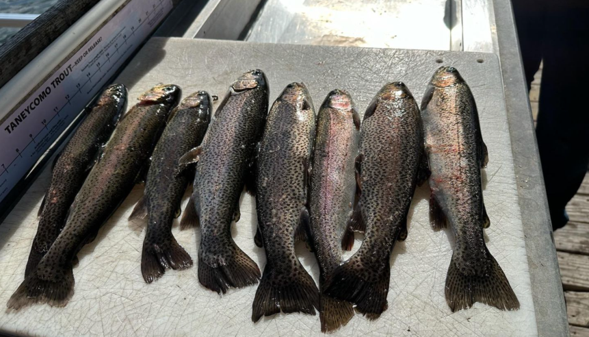 Six fish caught during a fishing trip at an unknown location