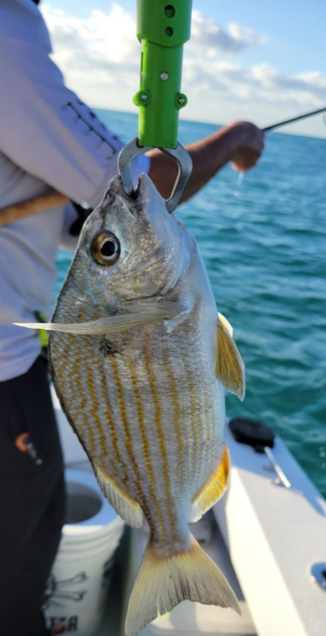 One fish caught while fishing at unknown location