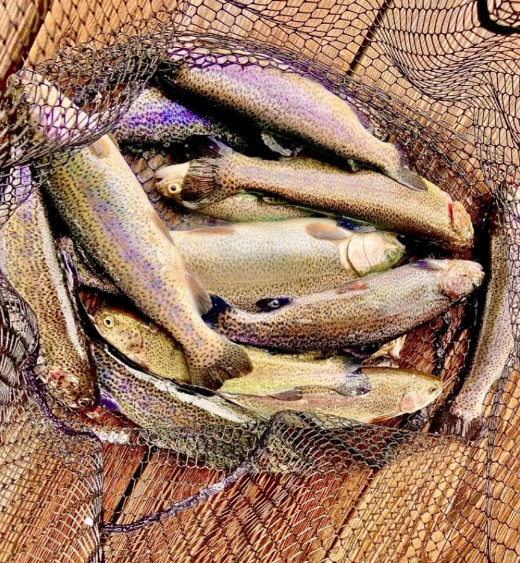 Five fish caught while fishing at an unknown location.