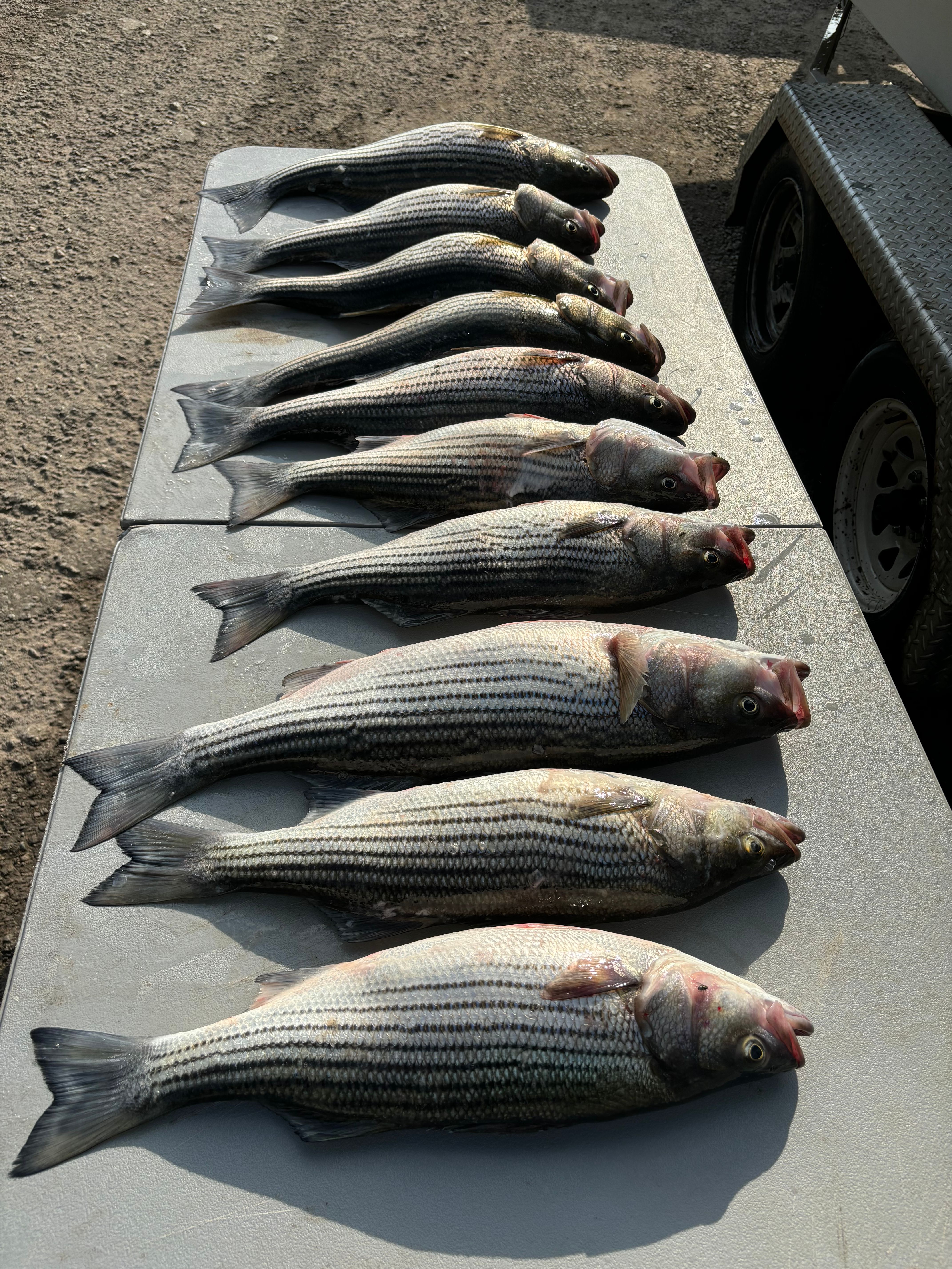 A group of 6 striped bass and wiper (hybrid striped bass) caught while fishing