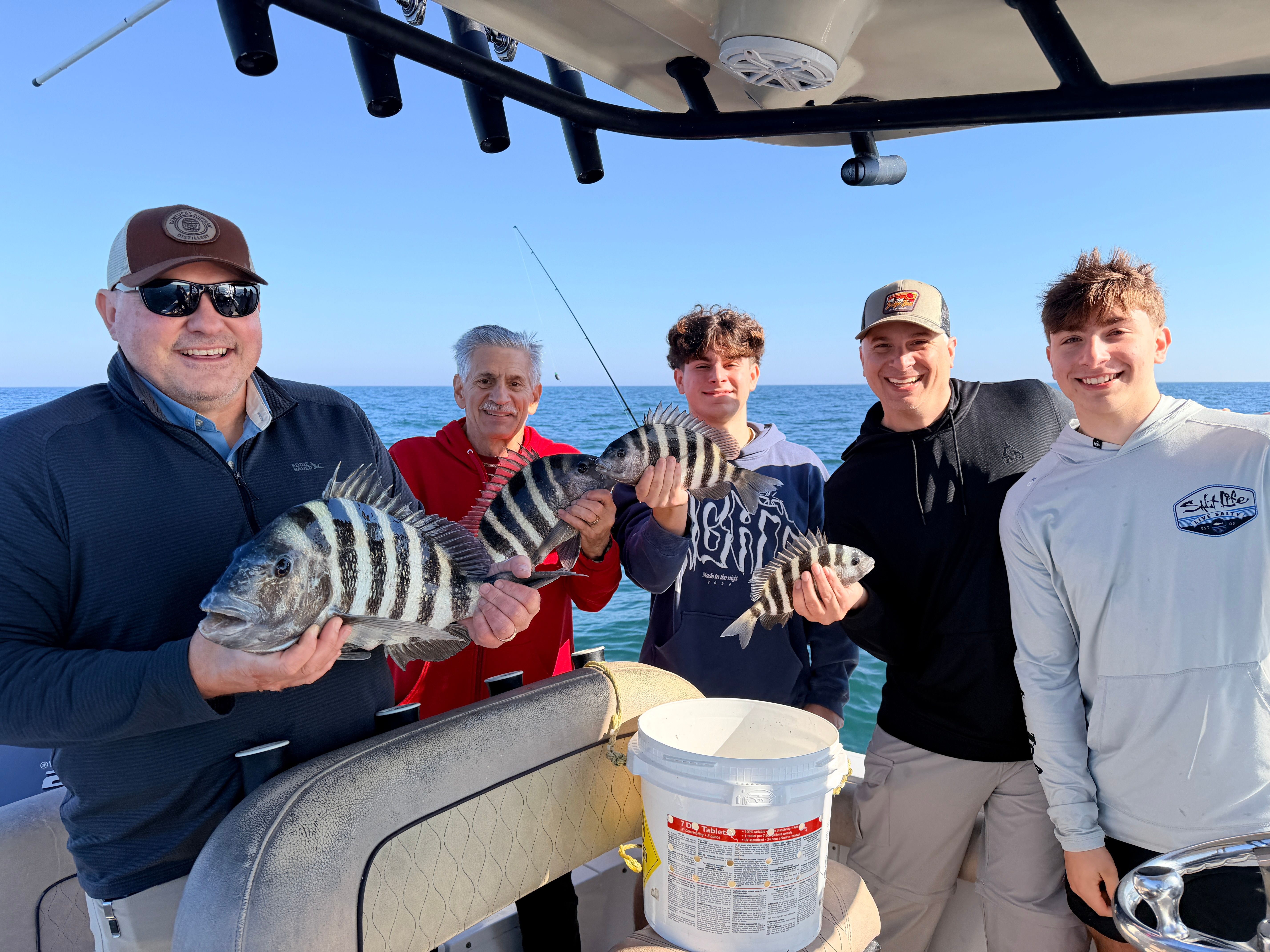 Sheepshead fish caught while fishing