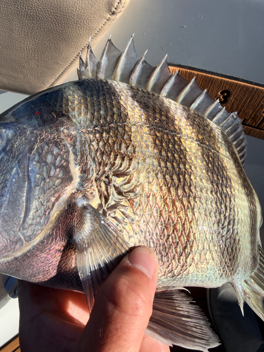 Nice sheepshead using light tackle techniques on partly cloudy day