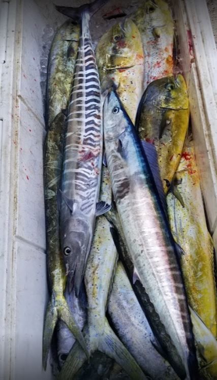 Three fish caught while fishing in an unknown location