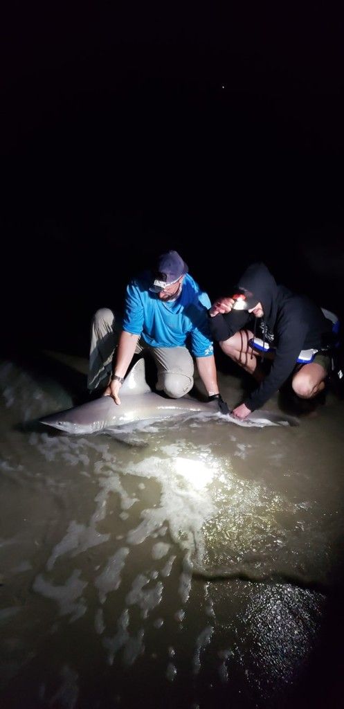 Photo of an Atlantic Sharpnose Shark, a 47-inch fish caught while fishing