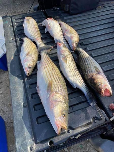 5 fish caught while fishing at unknown location