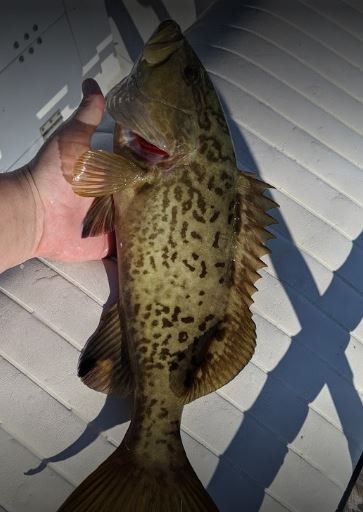 Gag Grouper caught while fishing