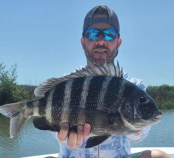Sheepshead fish caught while fishing