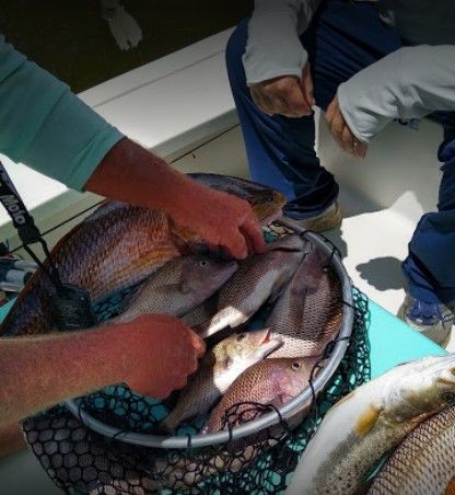 Two spotted weakfish caught while fishing